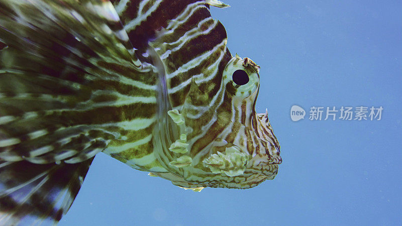 Close up portrait of Big Common Lionfish or Red Lionfish (Pterois volitans) swims underwater in Red sea, Egypt